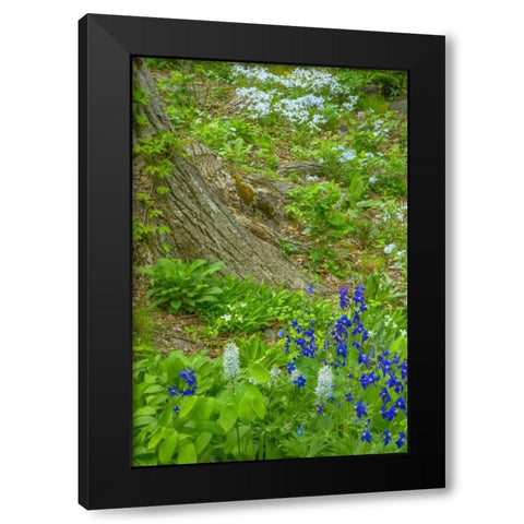 USA, Pennsylvania Spring scenic Black Modern Wood Framed Art Print by OBrien, Jay