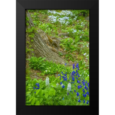 USA, Pennsylvania Spring scenic Black Modern Wood Framed Art Print by OBrien, Jay