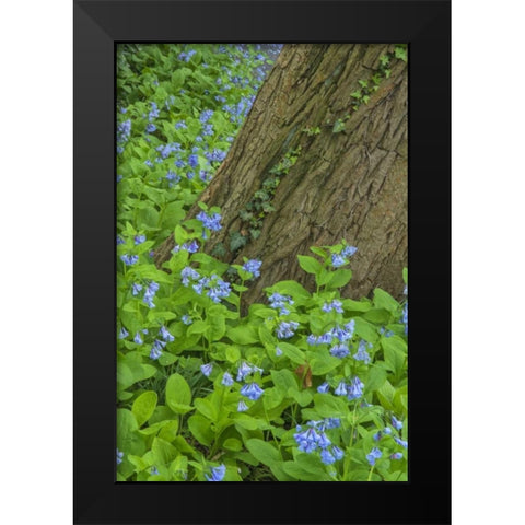 USA, Pennsylvania, Garden Spring scenic Black Modern Wood Framed Art Print by OBrien, Jay