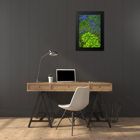 USA, Pennsylvania Spring scenic Black Modern Wood Framed Art Print by OBrien, Jay