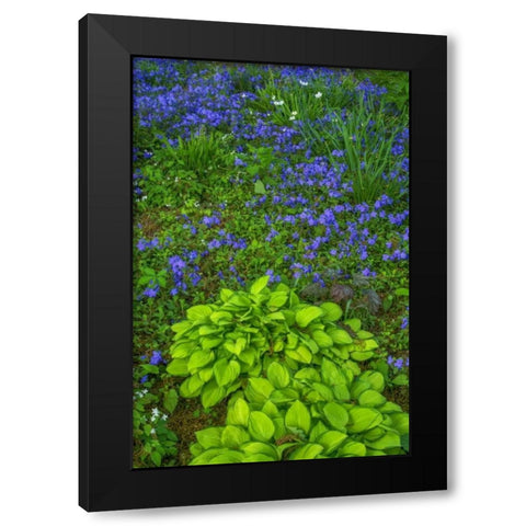 USA, Pennsylvania Spring scenic Black Modern Wood Framed Art Print by OBrien, Jay