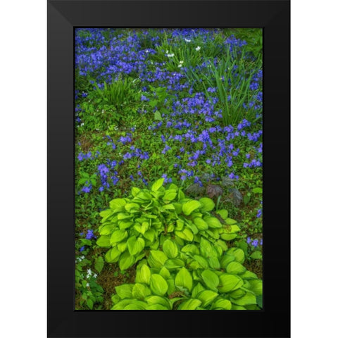 USA, Pennsylvania Spring scenic Black Modern Wood Framed Art Print by OBrien, Jay