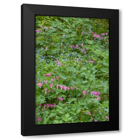 USA, Pennsylvania Spring scenic Black Modern Wood Framed Art Print by OBrien, Jay