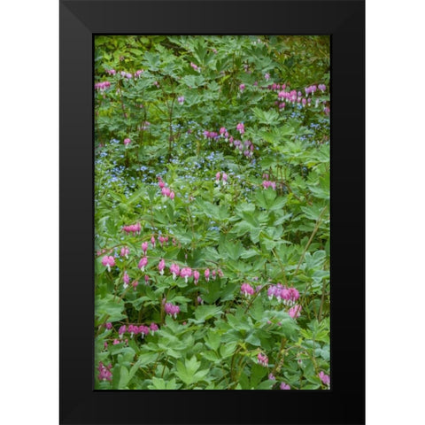 USA, Pennsylvania Spring scenic Black Modern Wood Framed Art Print by OBrien, Jay