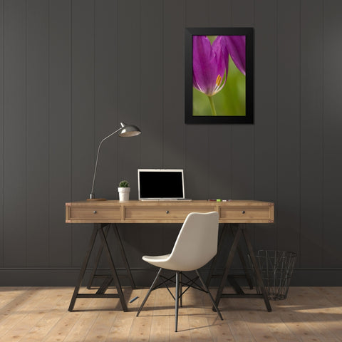 USA, Pennsylvania Tulip Garden Black Modern Wood Framed Art Print by OBrien, Jay