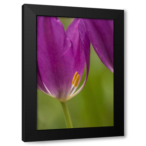 USA, Pennsylvania Tulip Garden Black Modern Wood Framed Art Print by OBrien, Jay