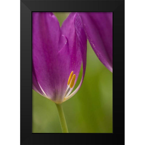 USA, Pennsylvania Tulip Garden Black Modern Wood Framed Art Print by OBrien, Jay