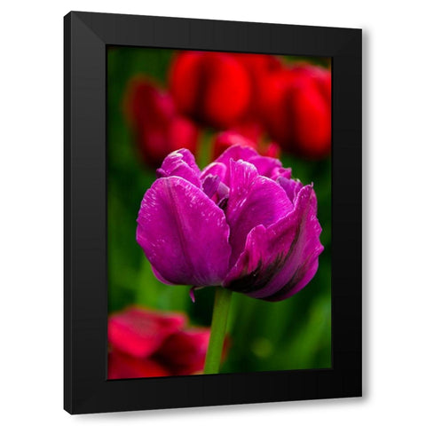Pennsylvania-Longwood Gardens Tulip flower close-up  Black Modern Wood Framed Art Print with Double Matting by Jaynes Gallery