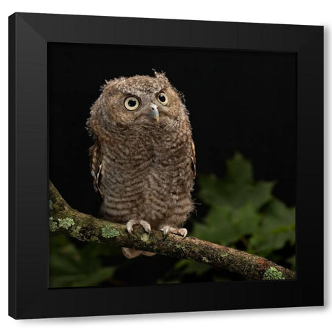 Eastern Screech-owl- Central Pennsylvania Black Modern Wood Framed Art Print with Double Matting by McDonald, Joe and Maryann