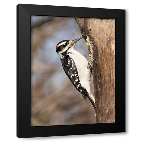 Hairy Woodpecker- Pennsylvania- USA Black Modern Wood Framed Art Print with Double Matting by McDonald, Joe and Maryann