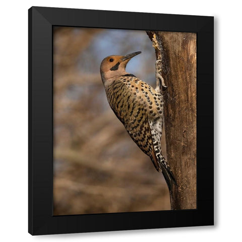 Northern Flicker- Pennsylvania- USA Black Modern Wood Framed Art Print with Double Matting by McDonald, Joe and Maryann