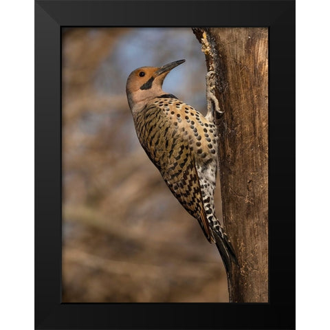 Northern Flicker- Pennsylvania- USA Black Modern Wood Framed Art Print by McDonald, Joe and Maryann