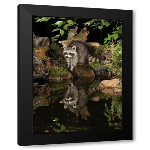 Raccoon- Pennsylvania- USA Black Modern Wood Framed Art Print by McDonald, Joe and Maryann