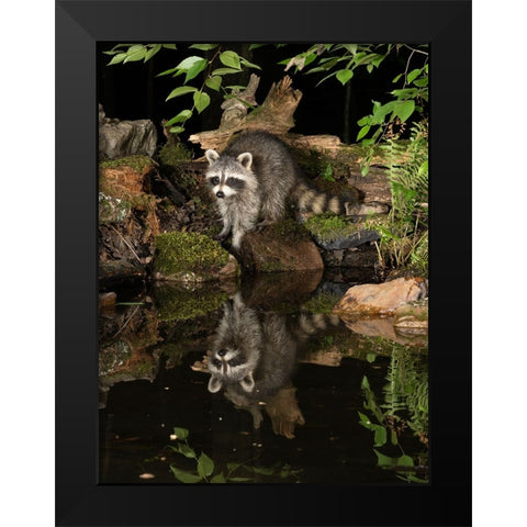 Raccoon- Pennsylvania- USA Black Modern Wood Framed Art Print by McDonald, Joe and Maryann