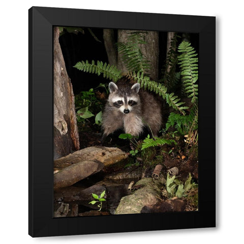 Raccoon- Pennsylvania- USA Black Modern Wood Framed Art Print with Double Matting by McDonald, Joe and Maryann