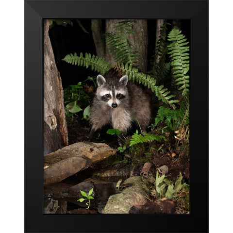 Raccoon- Pennsylvania- USA Black Modern Wood Framed Art Print by McDonald, Joe and Maryann