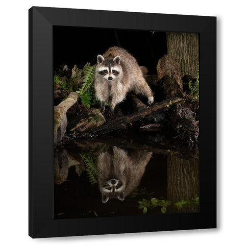 Raccoon- Pennsylvania- USA Black Modern Wood Framed Art Print with Double Matting by McDonald, Joe and Maryann