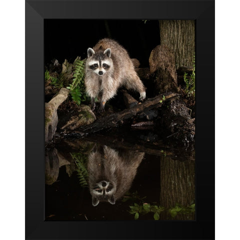 Raccoon- Pennsylvania- USA Black Modern Wood Framed Art Print by McDonald, Joe and Maryann