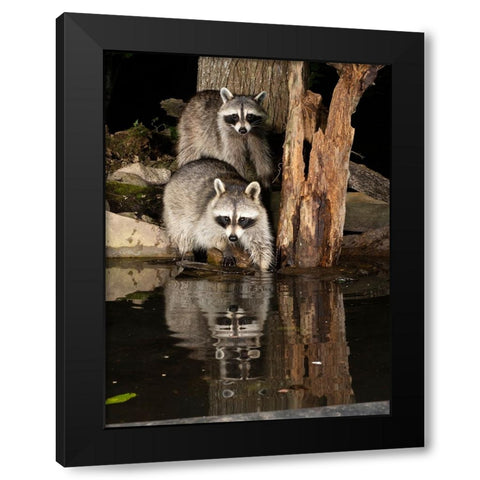Raccoon- Pennsylvania- USA Black Modern Wood Framed Art Print with Double Matting by McDonald, Joe and Maryann