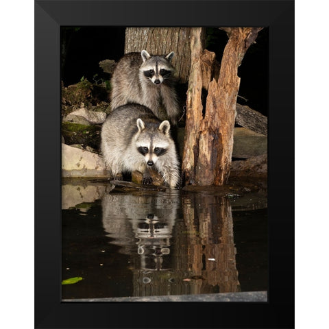 Raccoon- Pennsylvania- USA Black Modern Wood Framed Art Print by McDonald, Joe and Maryann