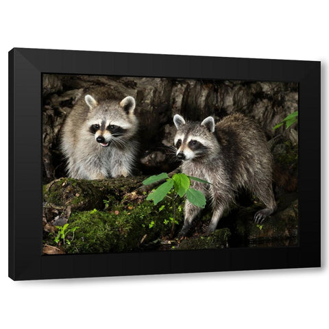 Raccoon- Pennsylvania- USA Black Modern Wood Framed Art Print by McDonald, Joe and Maryann