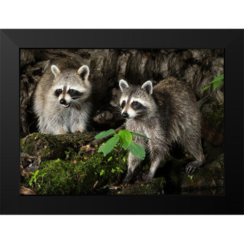 Raccoon- Pennsylvania- USA Black Modern Wood Framed Art Print by McDonald, Joe and Maryann