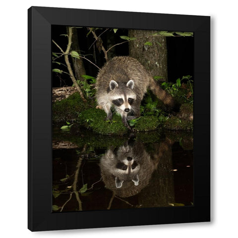 Raccoon- Pennsylvania- USA Black Modern Wood Framed Art Print by McDonald, Joe and Maryann