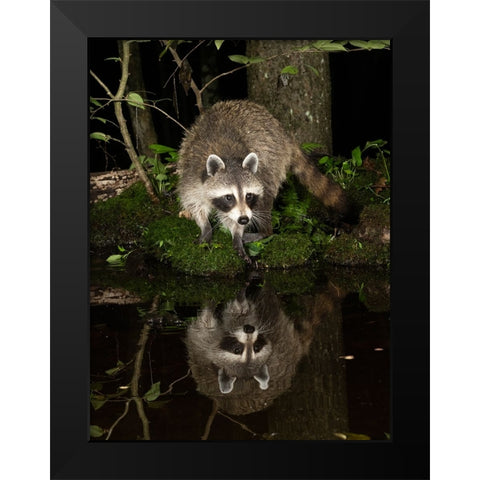 Raccoon- Pennsylvania- USA Black Modern Wood Framed Art Print by McDonald, Joe and Maryann