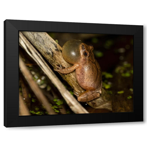 Spring peeper calling- Pennsylvania- USA Black Modern Wood Framed Art Print with Double Matting by McDonald, Joe and Maryann