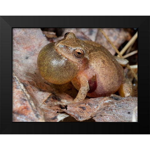 Spring peeper calling- Pennsylvania- USA Black Modern Wood Framed Art Print by McDonald, Joe and Maryann