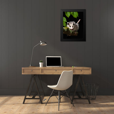 Virginia Opossum- Pennsylvania- USA. Black Modern Wood Framed Art Print by McDonald, Joe and Maryann