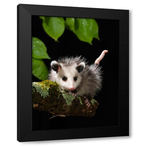 Virginia Opossum- Pennsylvania- USA. Black Modern Wood Framed Art Print with Double Matting by McDonald, Joe and Maryann