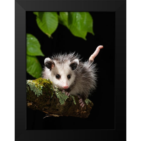 Virginia Opossum- Pennsylvania- USA. Black Modern Wood Framed Art Print by McDonald, Joe and Maryann