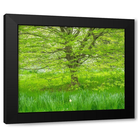 Pennsylvania-Wayne and Chanticleer Gardens spring green foliage trees and grass Black Modern Wood Framed Art Print with Double Matting by Gulin, Sylvia