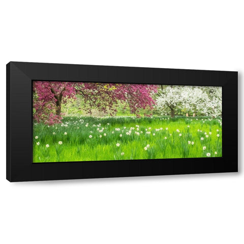 Pennsylvania-Wayne and Chanticleer Gardens springtime blooming crabapple and narcissus Black Modern Wood Framed Art Print with Double Matting by Gulin, Sylvia