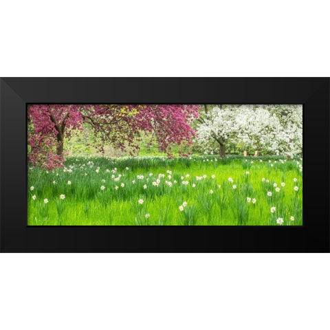 Pennsylvania-Wayne and Chanticleer Gardens springtime blooming crabapple and narcissus Black Modern Wood Framed Art Print by Gulin, Sylvia