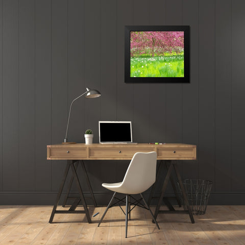 Pennsylvania-Wayne and Chanticleer Gardens springtime blooming crabapple and narcissus Black Modern Wood Framed Art Print by Gulin, Sylvia