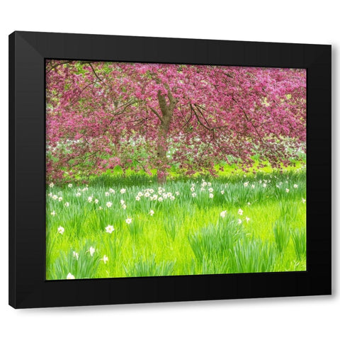 Pennsylvania-Wayne and Chanticleer Gardens springtime blooming crabapple and narcissus Black Modern Wood Framed Art Print with Double Matting by Gulin, Sylvia