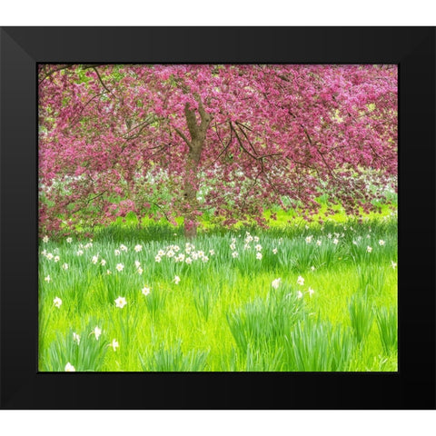 Pennsylvania-Wayne and Chanticleer Gardens springtime blooming crabapple and narcissus Black Modern Wood Framed Art Print by Gulin, Sylvia