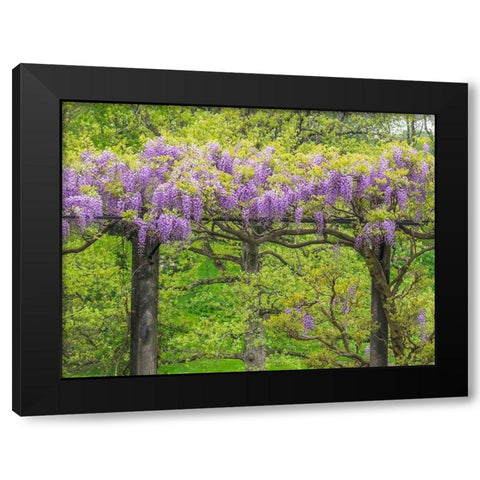 Pennsylvania-Wayne and Chanticleer Gardens springtime flowering Wisteria vine Black Modern Wood Framed Art Print with Double Matting by Gulin, Sylvia