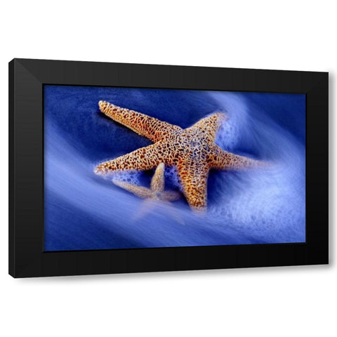 SC, Hilton Head Island Two starfish on beach Black Modern Wood Framed Art Print by Needle, Charles