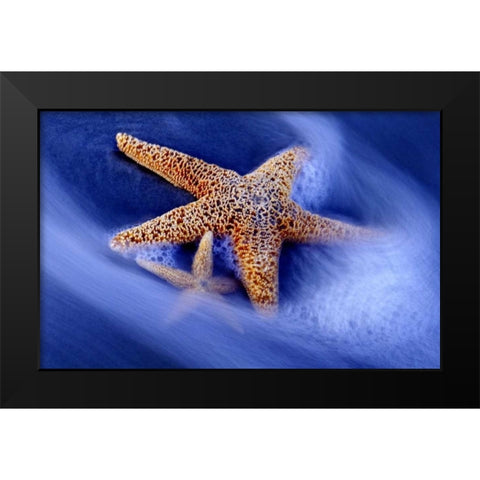 SC, Hilton Head Island Two starfish on beach Black Modern Wood Framed Art Print by Needle, Charles