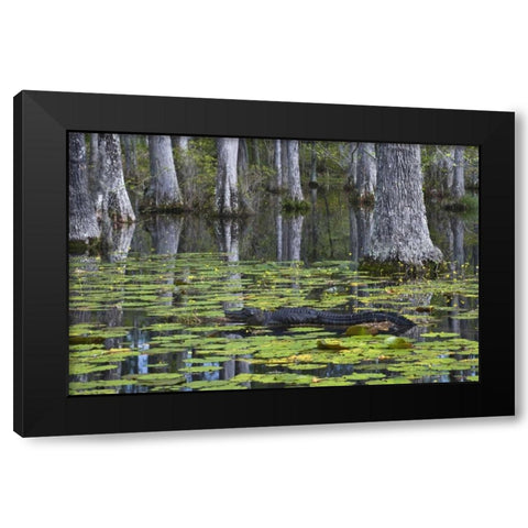 SC Alligator rests on log in swamp Black Modern Wood Framed Art Print with Double Matting by Rotenberg, Nancy