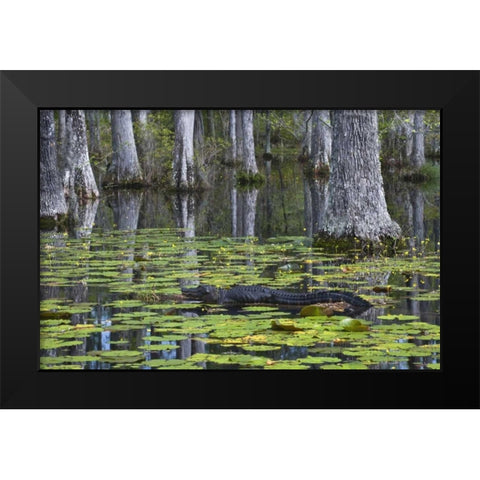 SC Alligator rests on log in swamp Black Modern Wood Framed Art Print by Rotenberg, Nancy