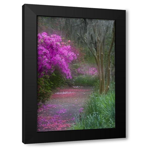 South Carolina Blooming azaleas Black Modern Wood Framed Art Print by Rotenberg, Nancy