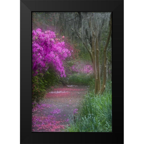 South Carolina Blooming azaleas Black Modern Wood Framed Art Print by Rotenberg, Nancy