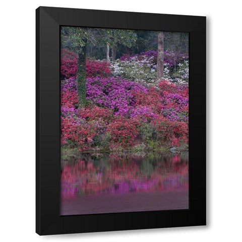 South Carolina Blooming azaleas Black Modern Wood Framed Art Print by Rotenberg, Nancy