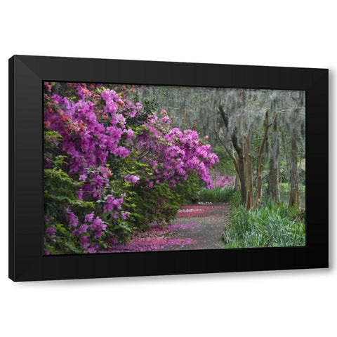 South Carolina Blooming azaleas Black Modern Wood Framed Art Print with Double Matting by Rotenberg, Nancy