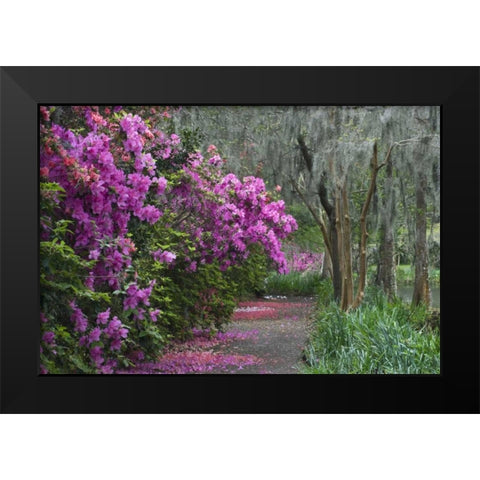 South Carolina Blooming azaleas Black Modern Wood Framed Art Print by Rotenberg, Nancy
