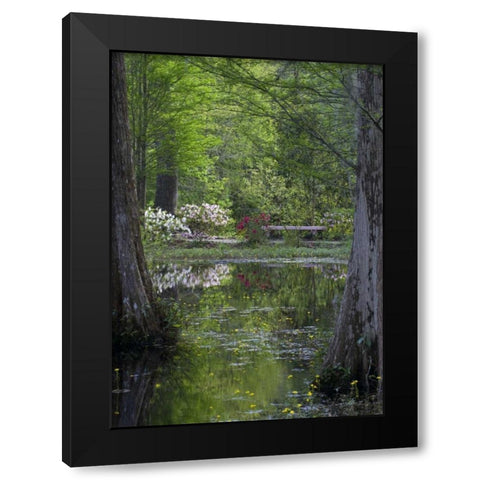 SC Azaleas and trees reflect in swamp water Black Modern Wood Framed Art Print by Rotenberg, Nancy